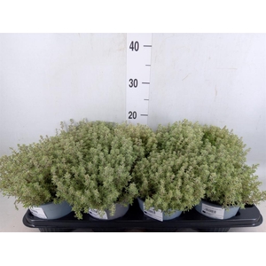 Thymus citriodorus 'Silver Queen'