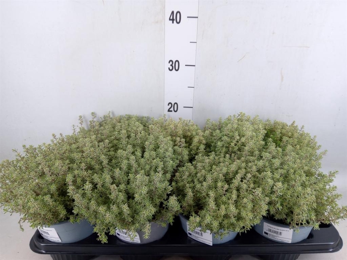 <h4>Thymus citriodorus 'Silver Queen'</h4>