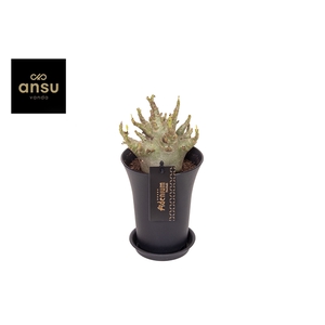 Adenium 