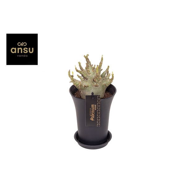 <h4>Adenium "Ansu" Baobab in sierpot XXL</h4>