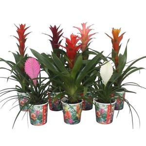 Bromelia gemengd in smartcup.