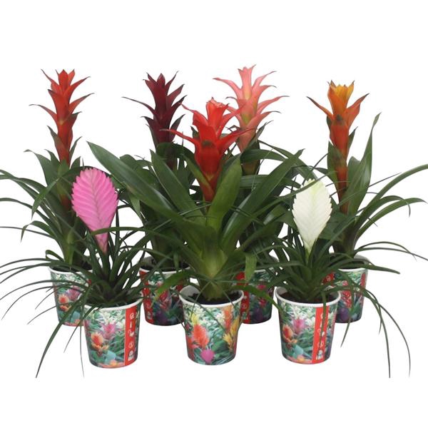 <h4>Bromelia gemengd in smartcup.</h4>