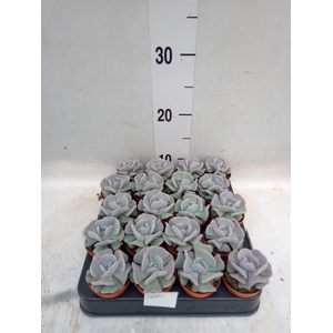 Echeveria   ...