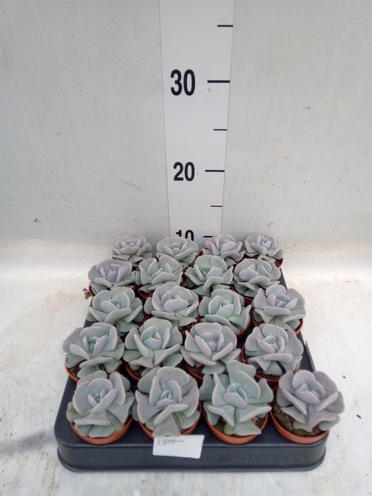 <h4>Echeveria ...</h4>