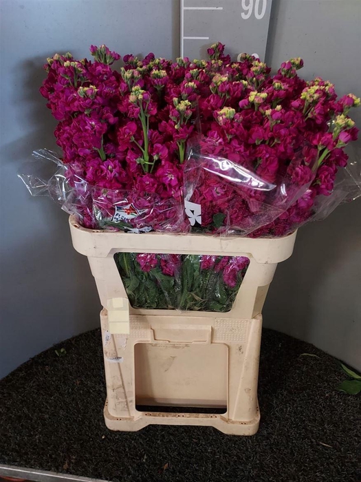 <h4>Matth Iron Red</h4>