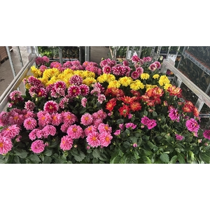 DAHLIA MIXK 5 KL