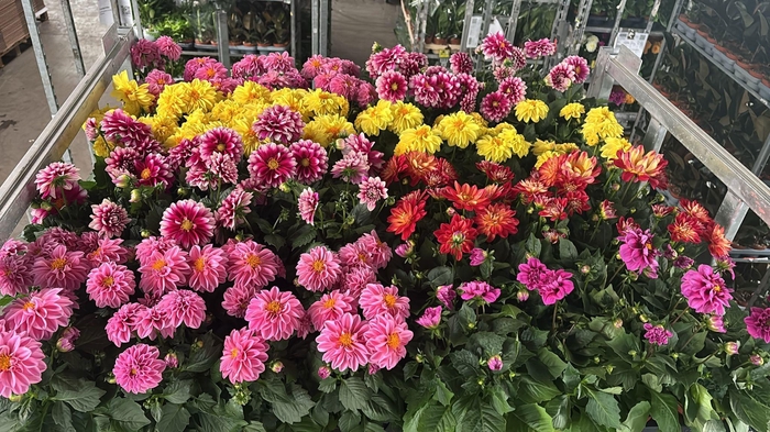 <h4>DAHLIA MIXK 5 KL</h4>