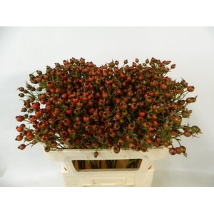 ROSA CLASS FRUITILIA