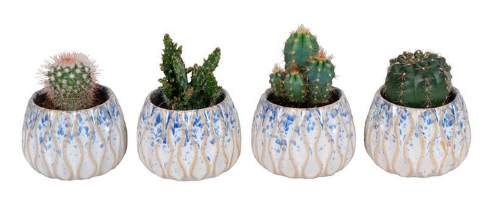 <h4>CACTUS MIX P6 L 65802</h4>