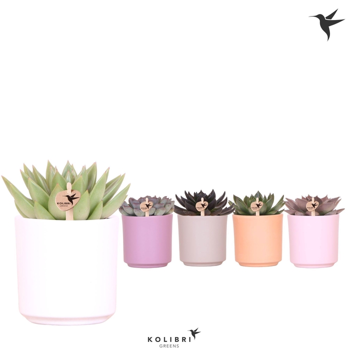 <h4>Kolibri Greens Echeveria mix in Simplicity pot mix</h4>