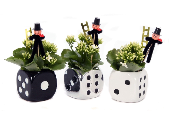 <h4>Kalanchoe dobbelsteen 6 cm met schoorsteen veger</h4>