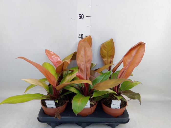 <h4>Philodendron   ...</h4>