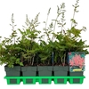 Astilbe Bressingham Be