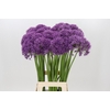 Allium Violet Beauty