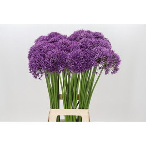 Allium Violet Beauty