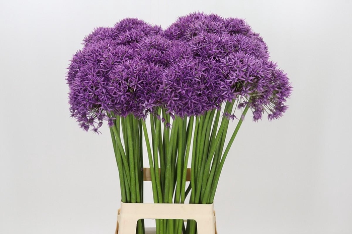 Allium Violet Beauty