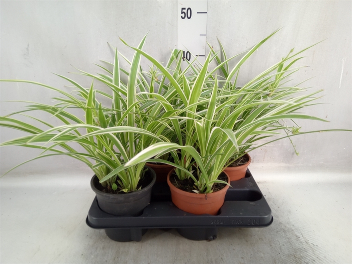 Chlorophytum com. 'Variegatum'