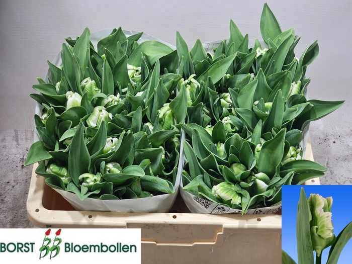 <h4>TU PA SUPER PARROT</h4>