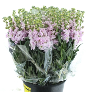 Matth Incana Iron Cherry Blossom