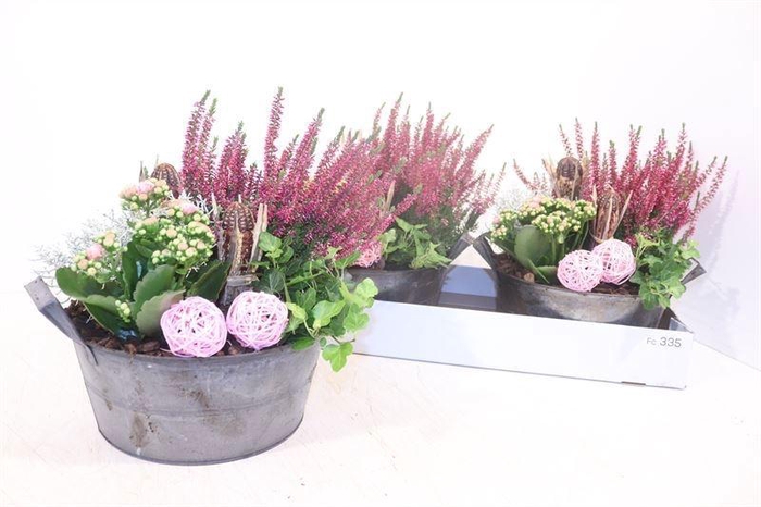<h4>ARR TUINPLANTEN</h4>
