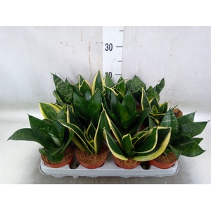 Sansevieria trifa. 'Hahnii'