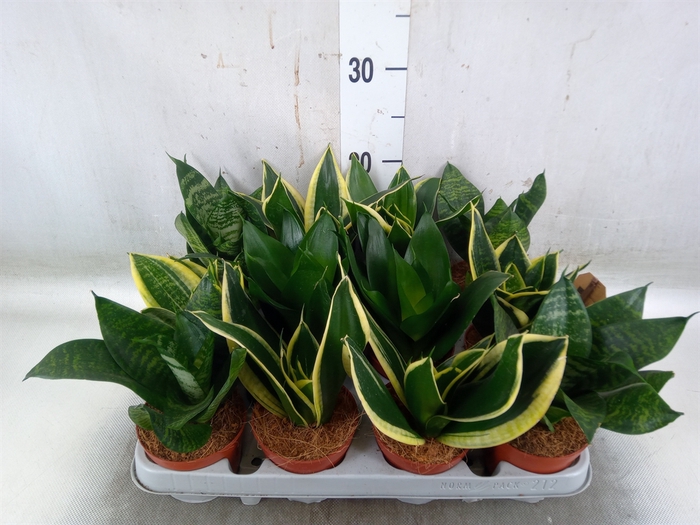 <h4>Sansevieria trifa. 'Hahnii'</h4>