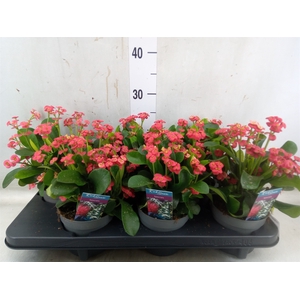Euphorbia milii 'Vulcanus'
