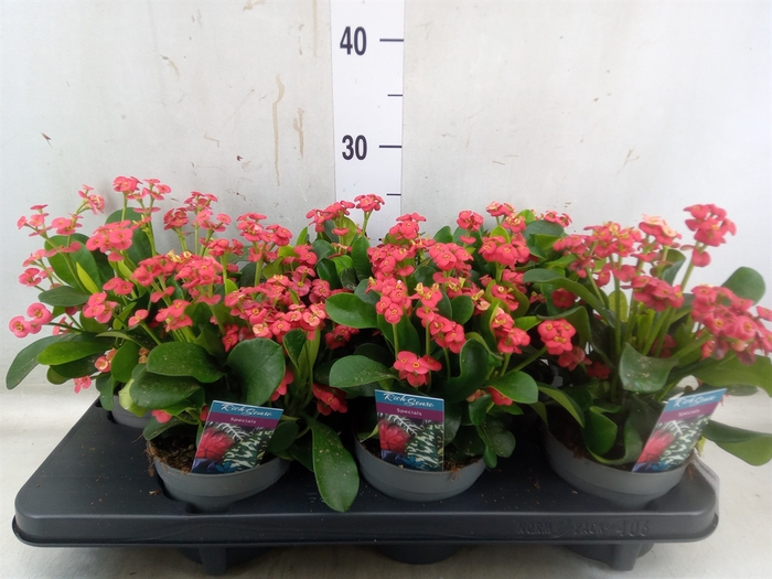 <h4>Euphorbia milii 'Vulcanus'</h4>