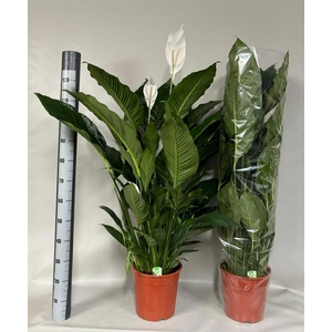 SPATH SWEET SEBASTIA