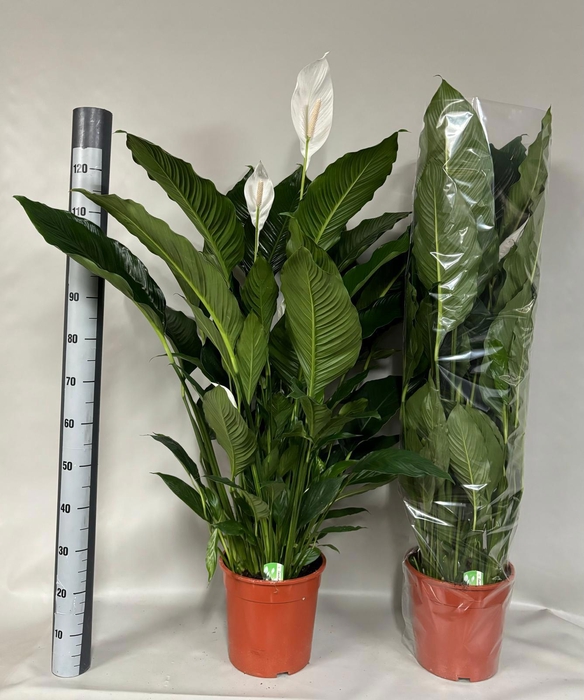 <h4>SPATH SWEET SEBASTIA</h4>