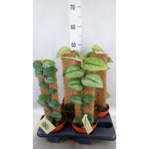 Planten   ...green L%
