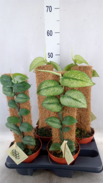 <h4>Planten   ...green L%</h4>