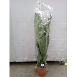 Spathiphyllum  'Sensation'