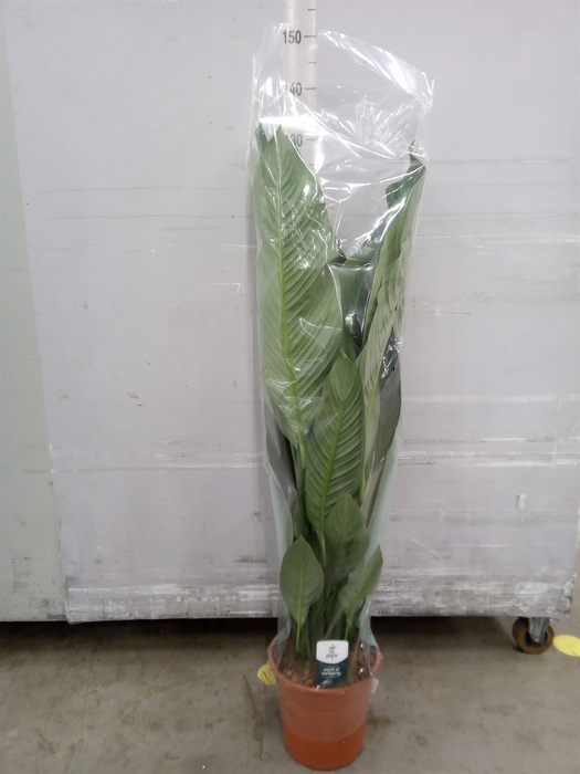 <h4>Spathiphyllum  'Sensation'</h4>