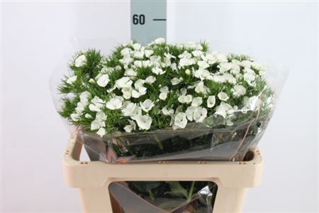 <h4>Di Barb Duke White 55 Cm</h4>