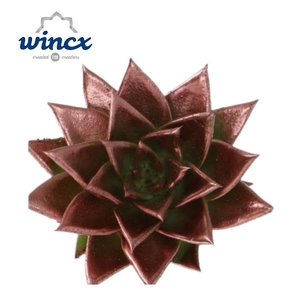 Echeveria Agavoides Paint Copper Cutflower