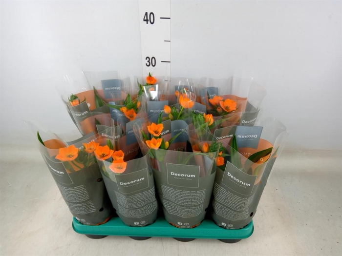 <h4>Ornithogalum dubium</h4>