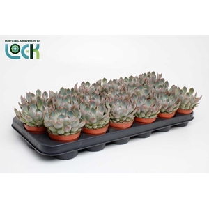 Echeveria Apus