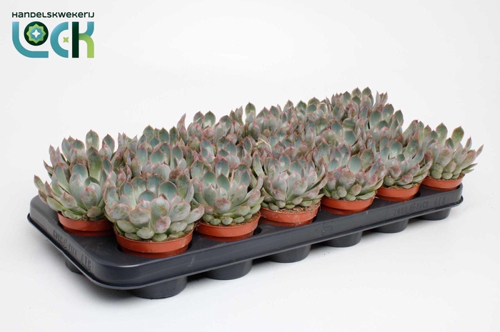 <h4>Echeveria Apus</h4>