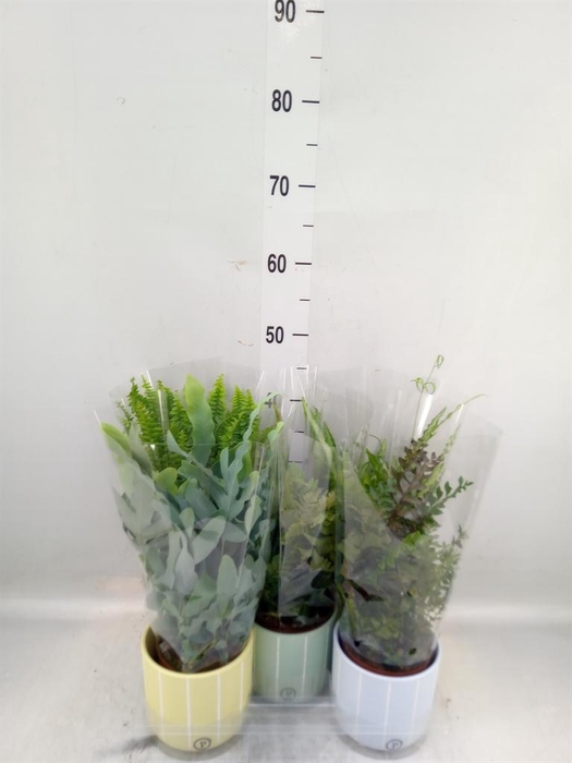 <h4>Ferns   ...mix</h4>