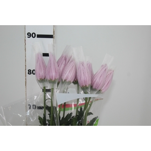 ANASTASIA ROSY 080 CM PINK