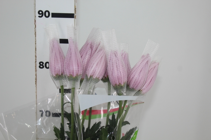 <h4>ANASTASIA ROSY 080 CM PINK</h4>