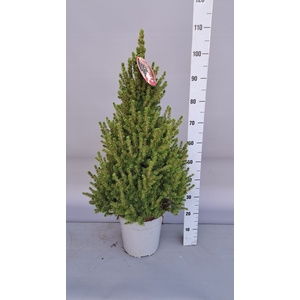 PICEA GL CONICA