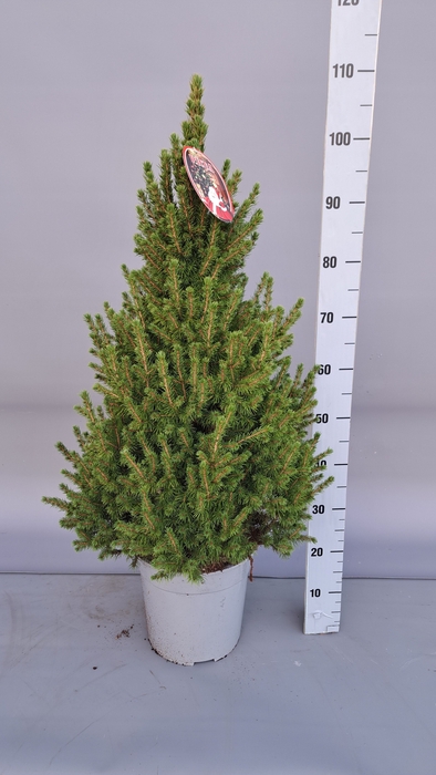 <h4>PICEA GL CONICA</h4>