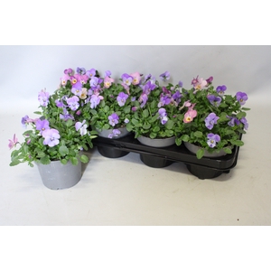 Viola cornuta 13 cm Trio Sky blue, Lavender Pink