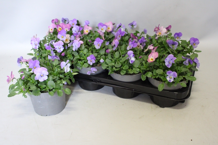 Viola cornuta 13 cm Trio Sky blue, Lavender Pink