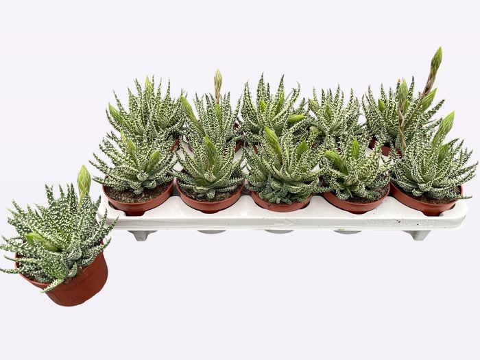 <h4>ALOE HUMILIS</h4>