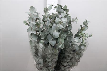 <h4>Euc Cinerea Extra</h4>