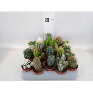 Cactus   ...mix