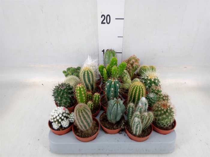<h4>Cactus   ...mix</h4>